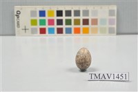 藏品(麻雀卵)的圖片